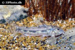 aspidoras fuscoguttatus aspidoras fuscoguttatus