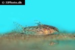 aspidoras pauciradiatus aspidoras pauciradiatus
