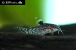 aspidoras pauciradiatus aspidoras pauciradiatus