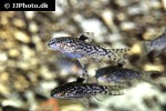 aspidoras pauciradiatus aspidoras pauciradiatus