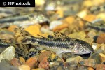 aspidoras raimundi aspidoras raimundi