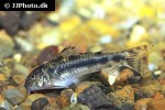 aspidoras raimundi aspidoras raimundi
