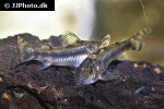 aspidoras raimundi aspidoras raimundi