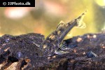 aspidoras raimundi aspidoras raimundi