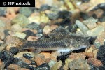 aspidoras raimundi aspidoras raimundi