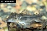 aspidoras raimundi aspidoras raimundi