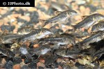 aspidoras raimundi aspidoras raimundi
