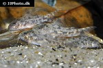 aspidoras species cw126 aspidoras species cw126