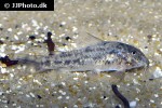 aspidoras species cw126 aspidoras species cw126