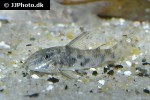 aspidoras species cw126 aspidoras species cw126