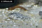 aspidoras species cw126 aspidoras species cw126