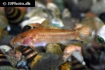 aspidoras species gold aspidoras species gold