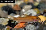 aspidoras species gold aspidoras species gold
