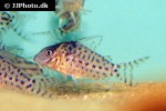 brochis agassizii brochis agassizii