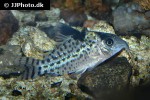 brochis agassizii brochis agassizii