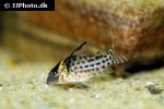 brochis agassizii brochis agassizii