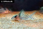 brochis agassizii brochis agassizii