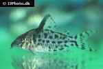 brochis agassizii brochis agassizii