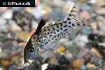 brochis agassizii brochis agassizii