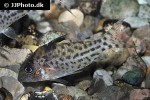 brochis agassizii brochis agassizii