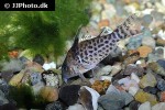brochis agassizii brochis agassizii