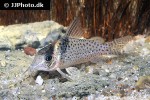 brochis agassizii brochis agassizii