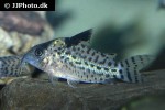 brochis agassizii brochis agassizii