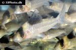 brochis amandajanea brochis amandajanea