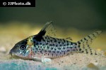 brochis ambiacus brochis ambiacus