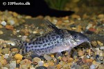brochis ambiacus brochis ambiacus
