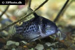 brochis ambiacus brochis ambiacus
