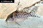 brochis ambiacus brochis ambiacus