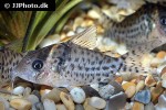 brochis ambiacus brochis ambiacus