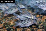 brochis ambiacus brochis ambiacus