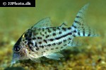 brochis ambiacus brochis ambiacus