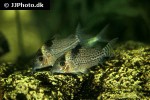 brochis ambiacus brochis ambiacus