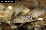 brochis ambiacus brochis ambiacus