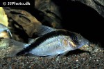 brochis bethanae brochis bethanae