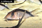 brochis bethanae brochis bethanae