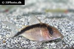 brochis bethanae brochis bethanae