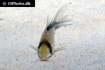 brochis bethanae brochis bethanae