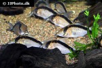 brochis bethanae brochis bethanae
