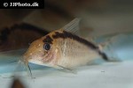 brochis bethanae brochis bethanae