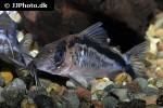 brochis bethanae brochis bethanae