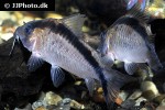 brochis bethanae brochis bethanae