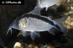 brochis bethanae brochis bethanae
