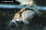 brochis bethanae brochis bethanae