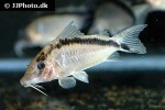 brochis bethanae brochis bethanae