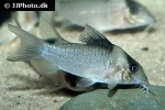 brochis crypticus brochis crypticus