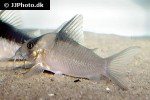 brochis crypticus brochis crypticus